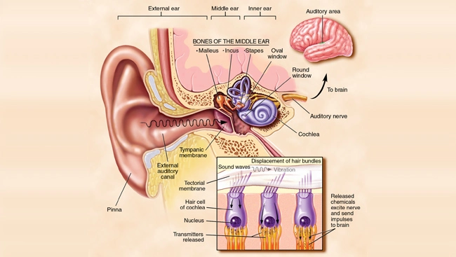 Hearing